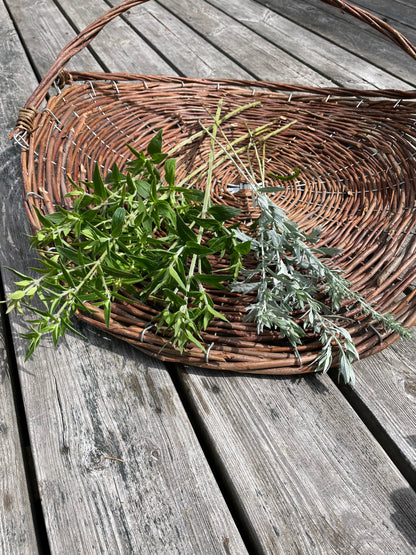 Bergsmynta ”Mountain Mint”