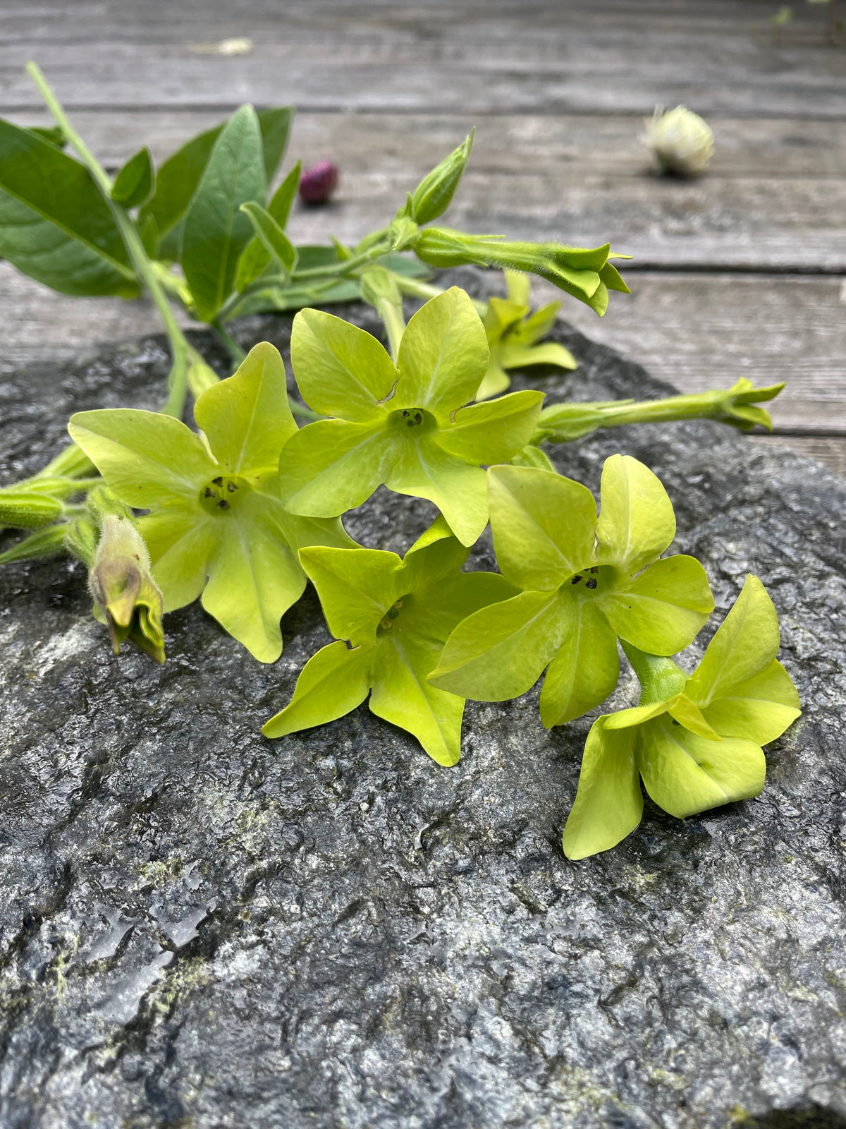 Blomstertobak "Lime"