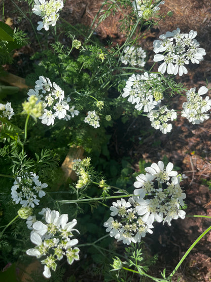 Blomsterkörvel