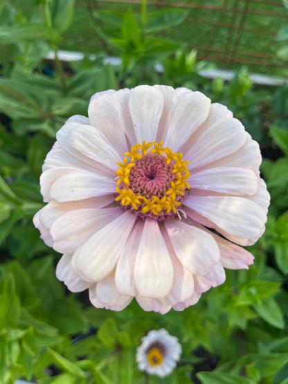 Zinnia ”Pastell”