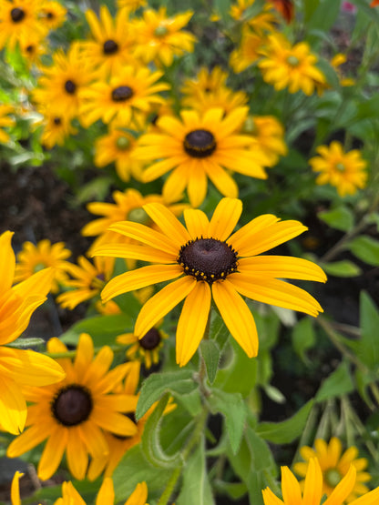 Sommarrudbeckia ”Svartögd”