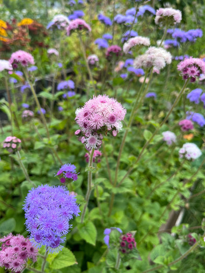 Ageratum ”Mix”