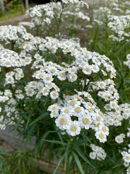 Vitpytta