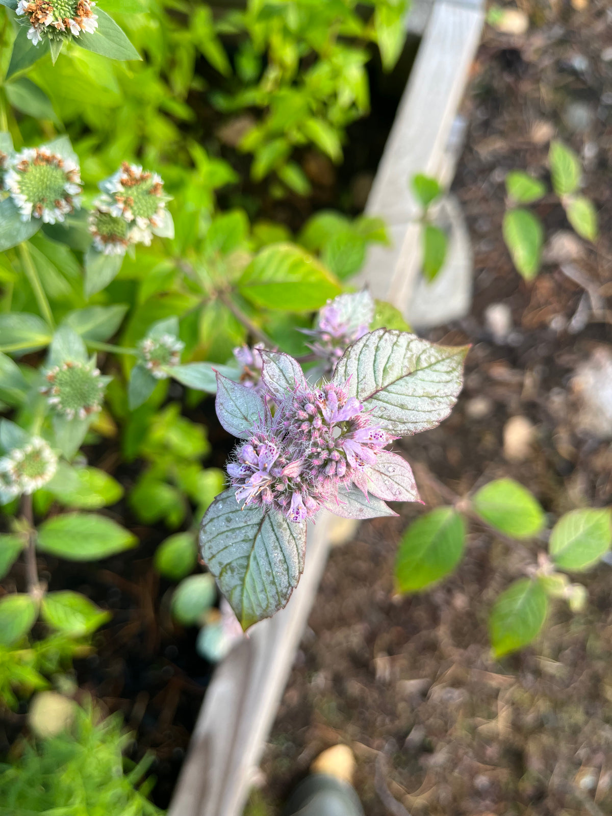 Bergsmynta ”Silver leaf mint”