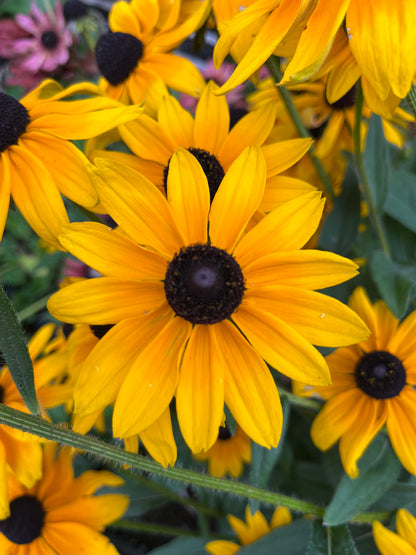 Sommarrudbeckia ”Svartögd”