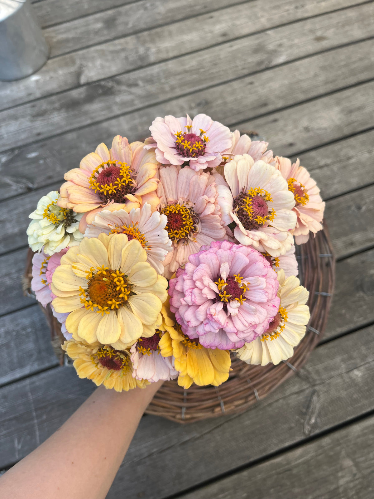 Zinnia ”Pastell”