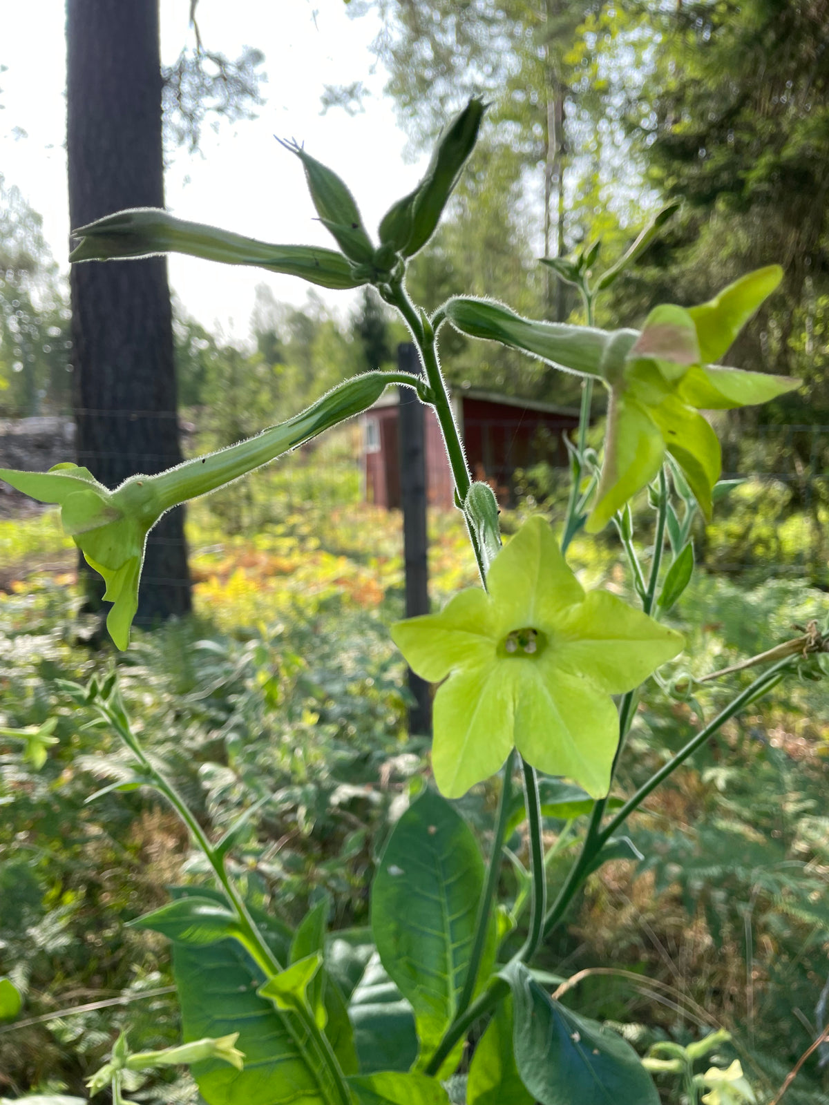 Blomstertobak "Lime"