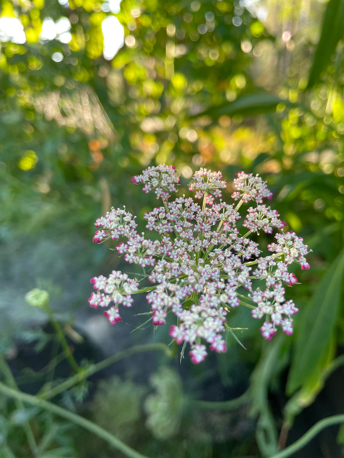 Blomstermorot ”Vinröd”