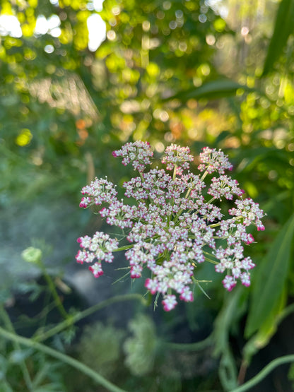 Blomstermorot ”Vinröd”