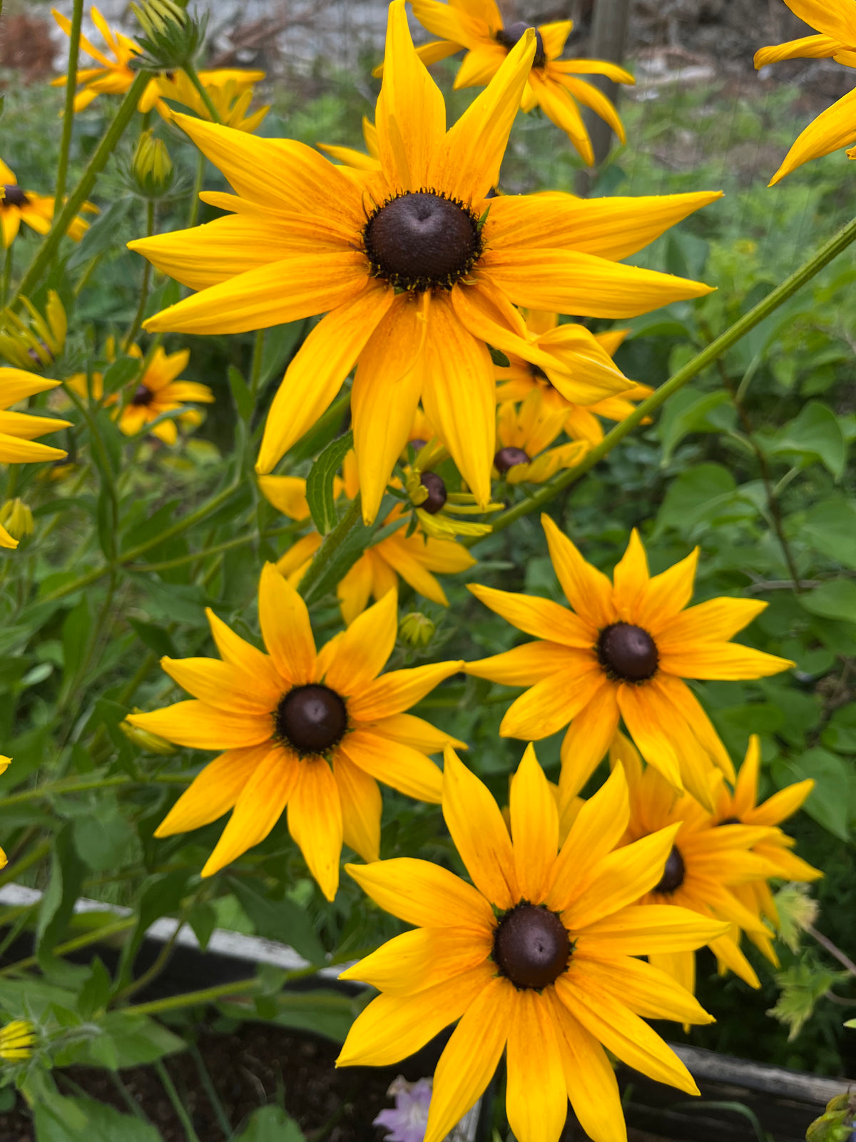 Sommarrudbeckia ”Svartögd”