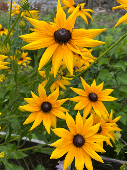 Sommarrudbeckia ”Svartögd”