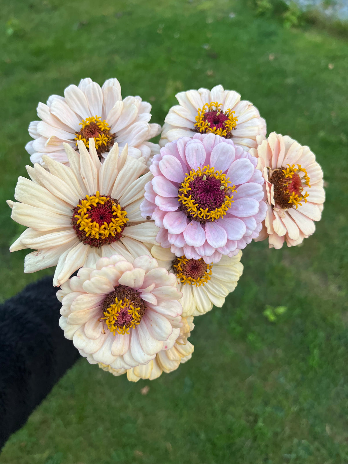 Zinnia ”Pastell”