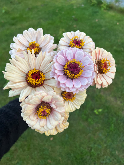 Zinnia ”Pastell”