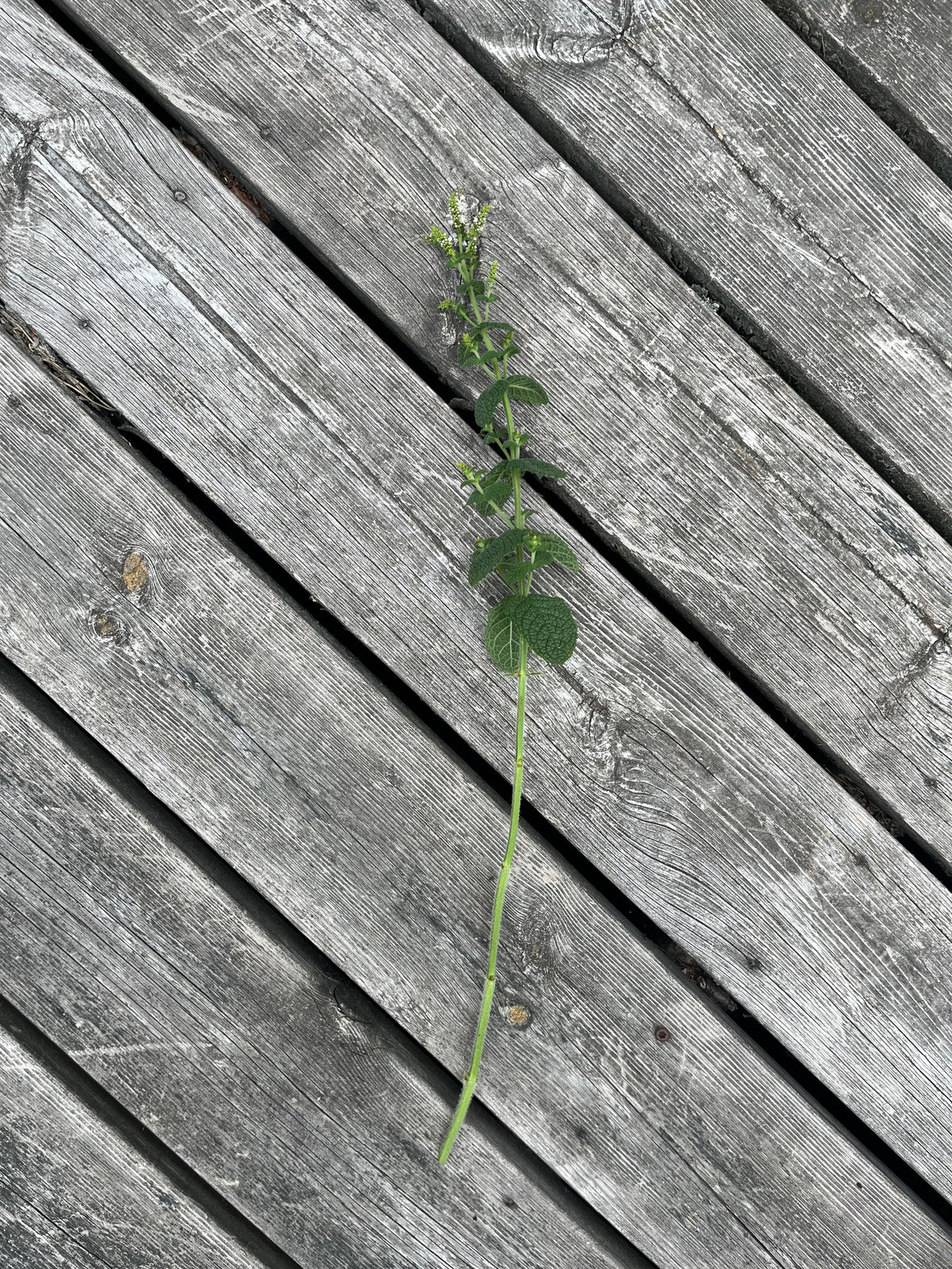 Äppelmynta