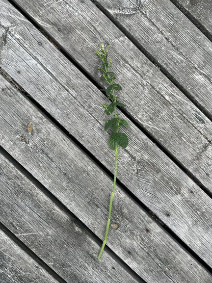 Äppelmynta
