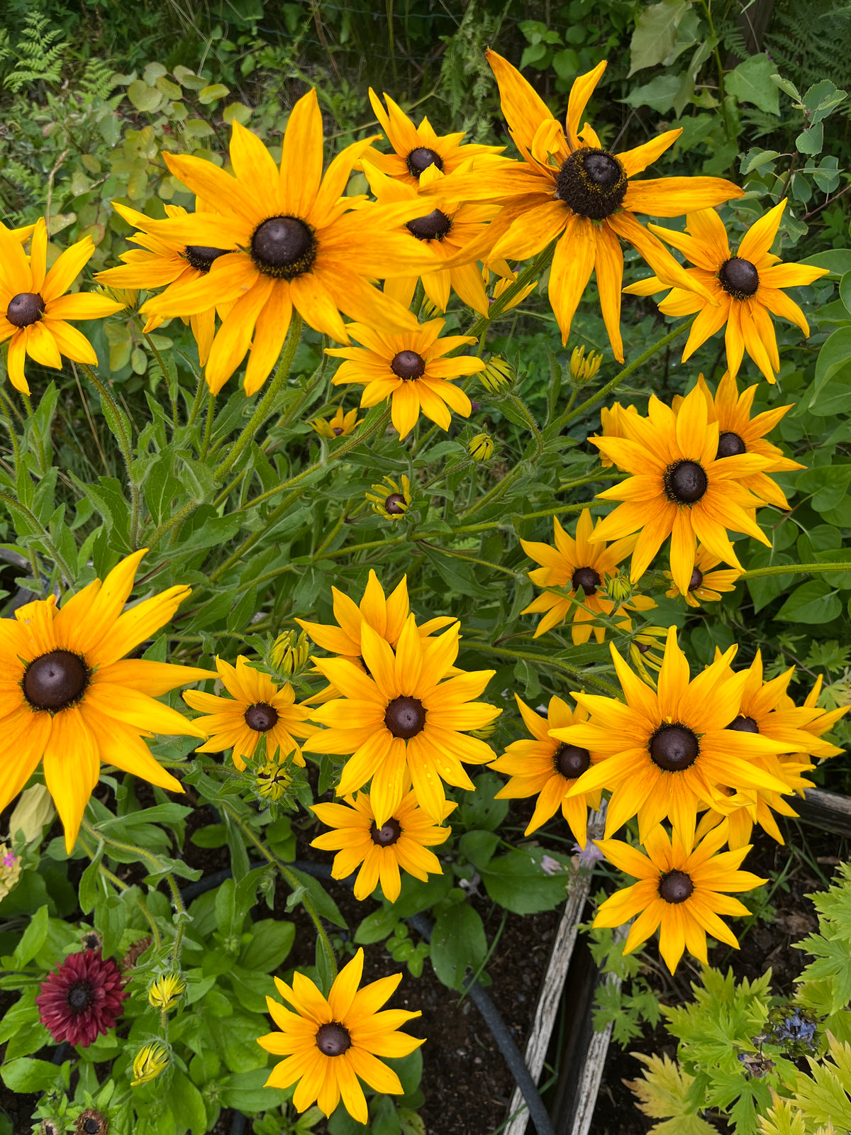 Sommarrudbeckia ”Svartögd”