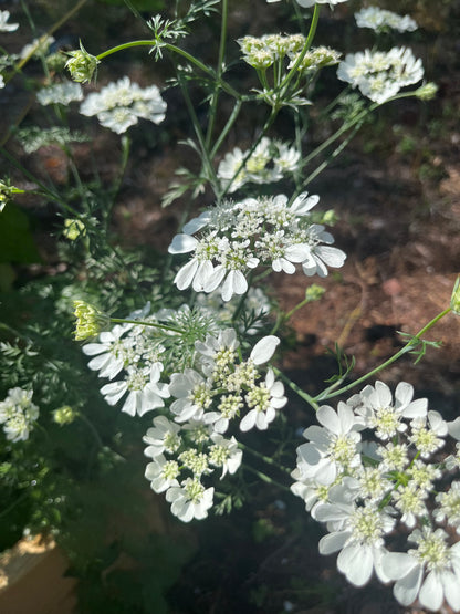 Blomsterkörvel
