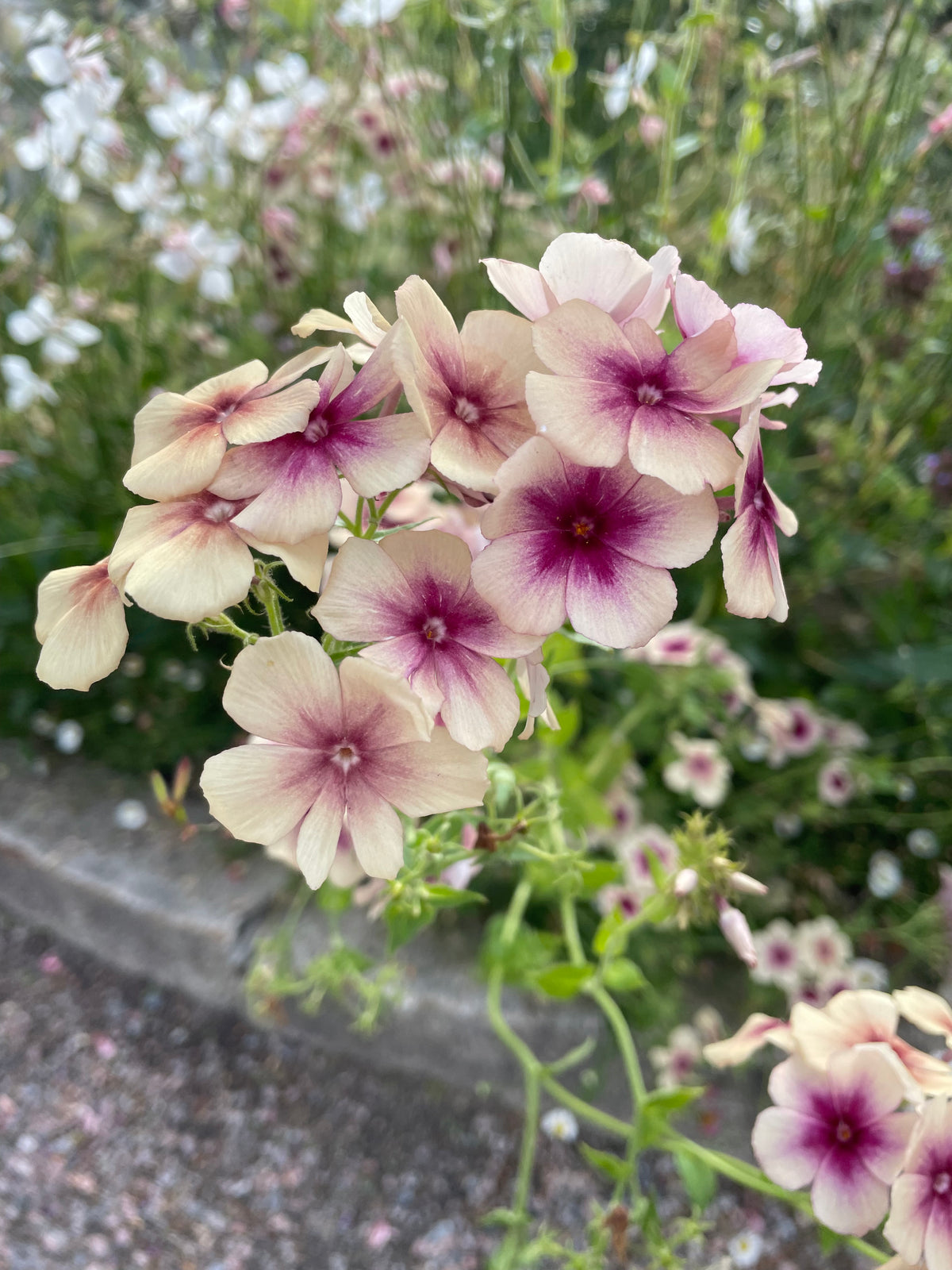 Sommarflox ”Mix”