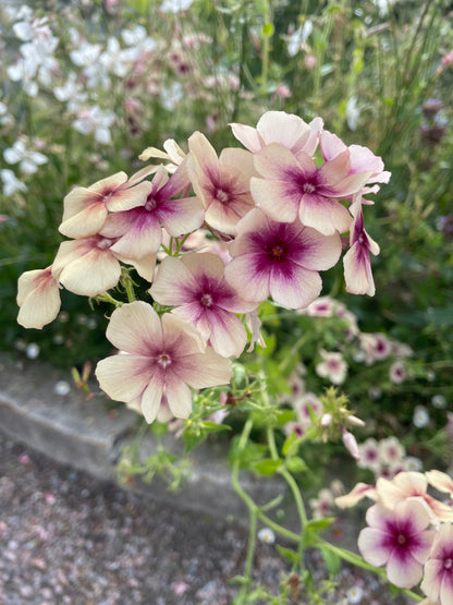 Sommarflox ”Mix”