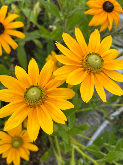 Sommarrudbeckia ”Grönögd”
