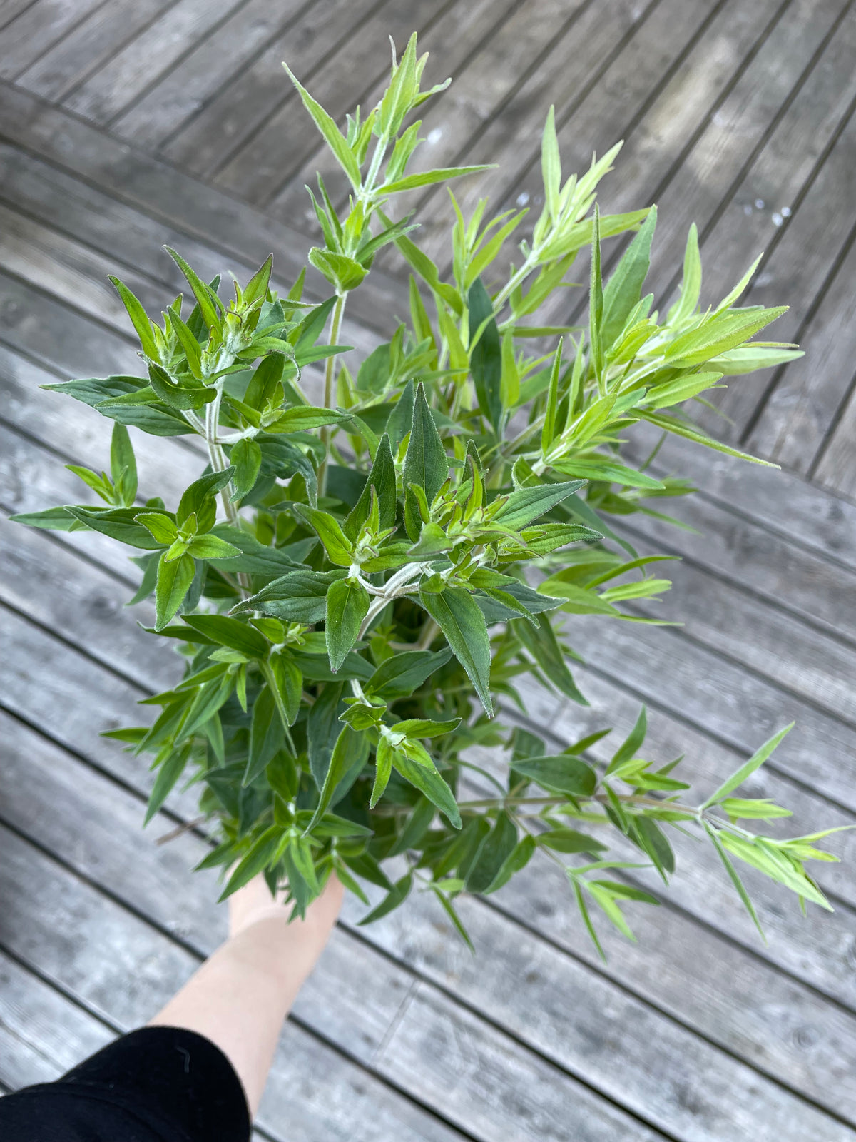 Bergsmynta ”Mountain Mint”
