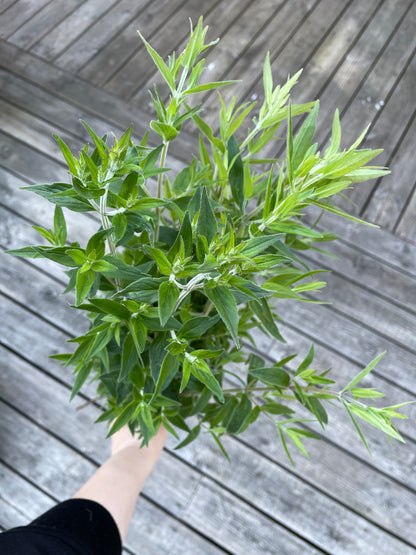 Bergsmynta ”Mountain Mint”