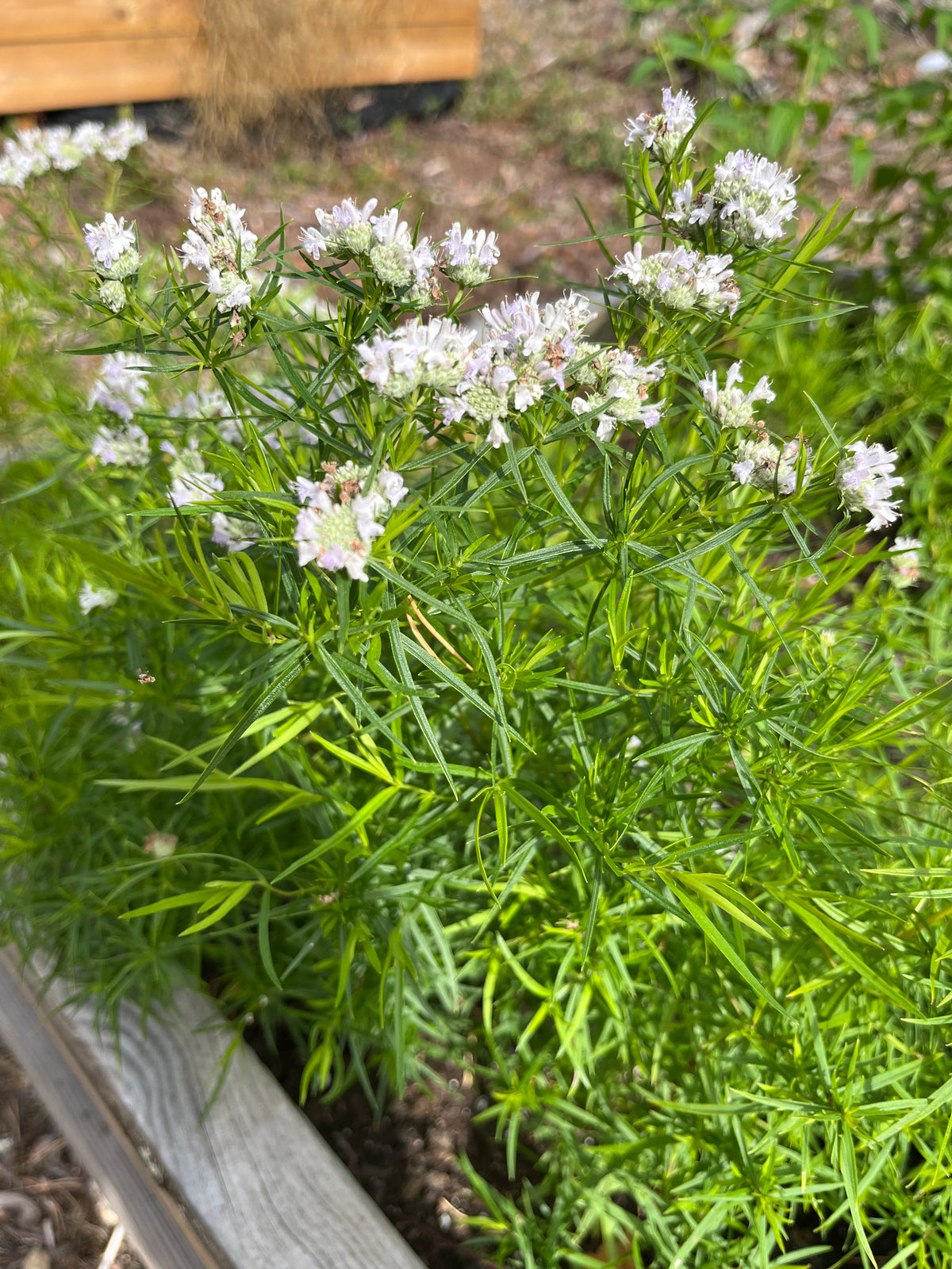 Bergsmynta ”Smalbladig”