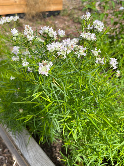 Bergsmynta ”Smalbladig”