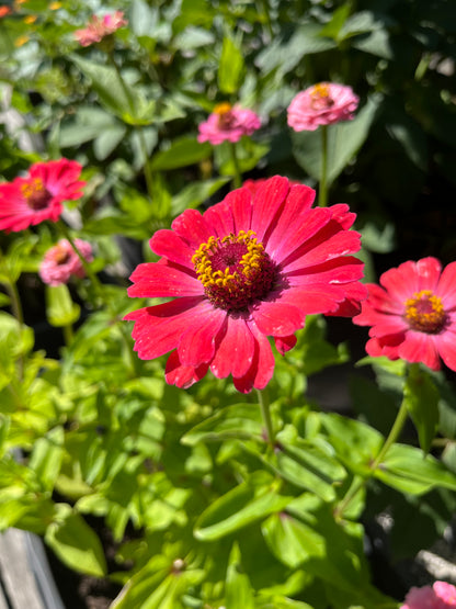 Zinnia ”Karamell”