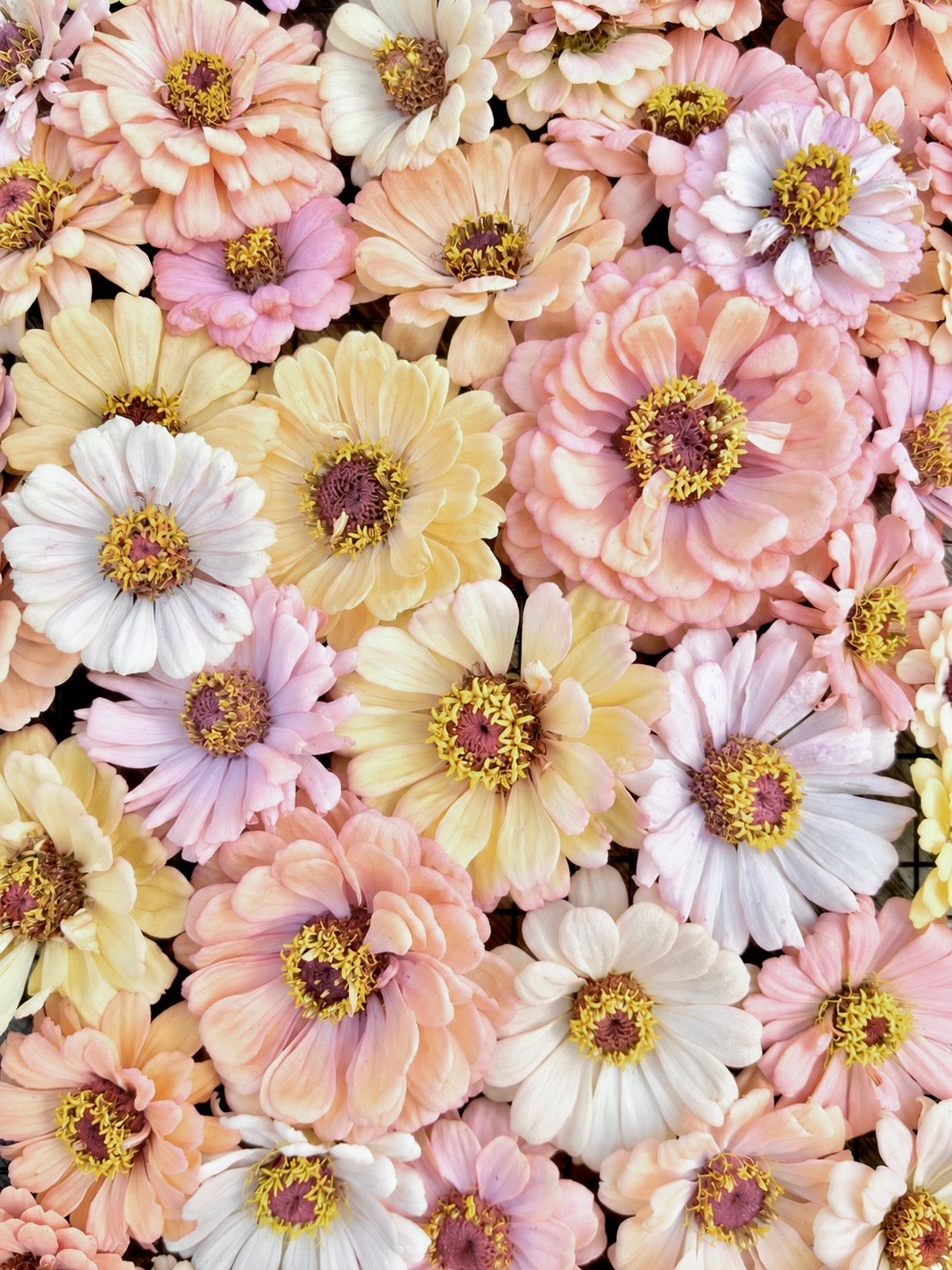 Zinnia ”Pastell”
