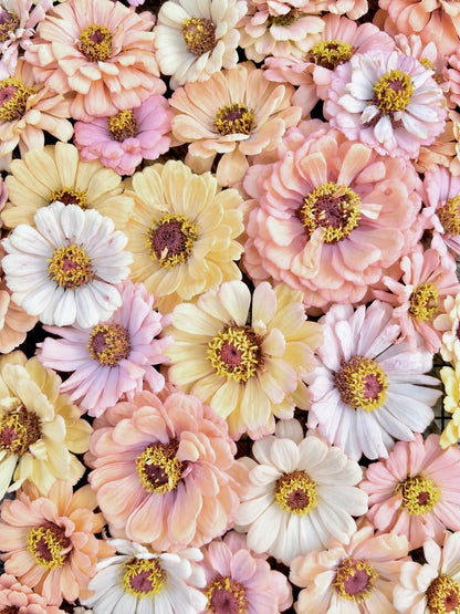Zinnia ”Pastell”