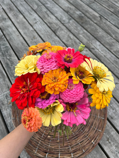 Zinnia ”Karamell”