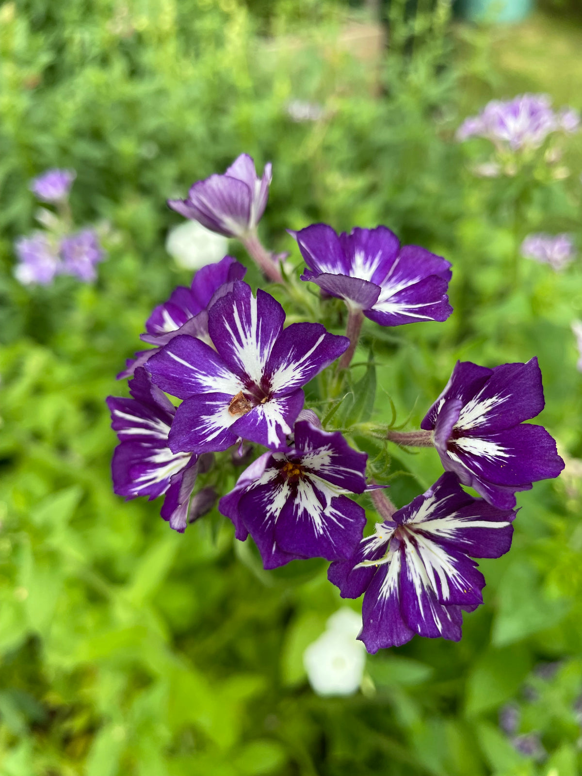 Sommarflox ”Mix”