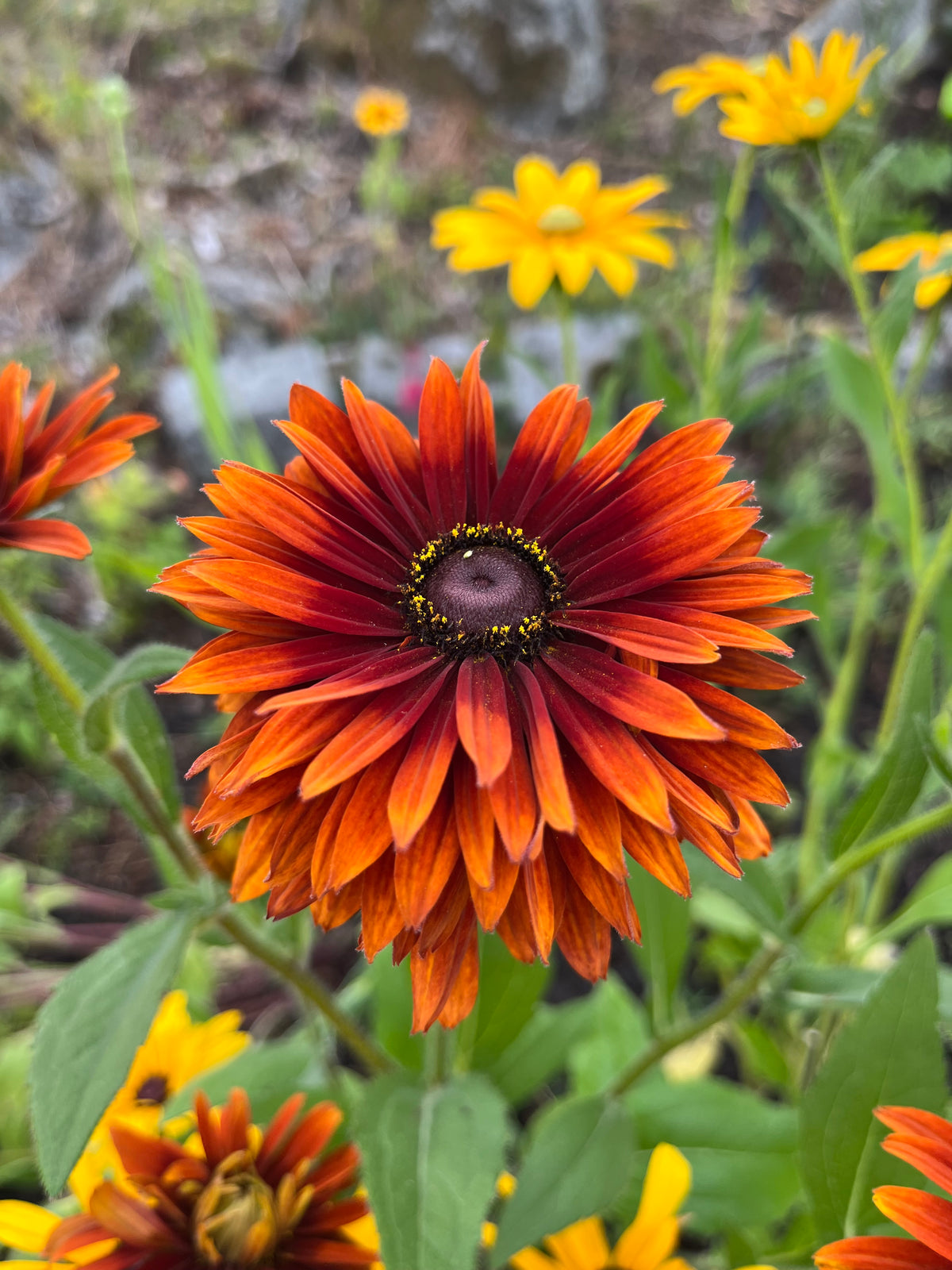 Sommarrudbeckia ”Röd”