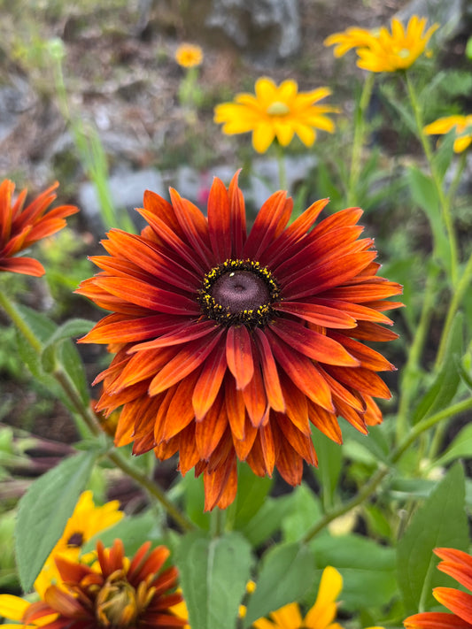 Sommarrudbeckia ”Röd”