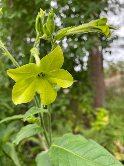 Blomstertobak "Lime"