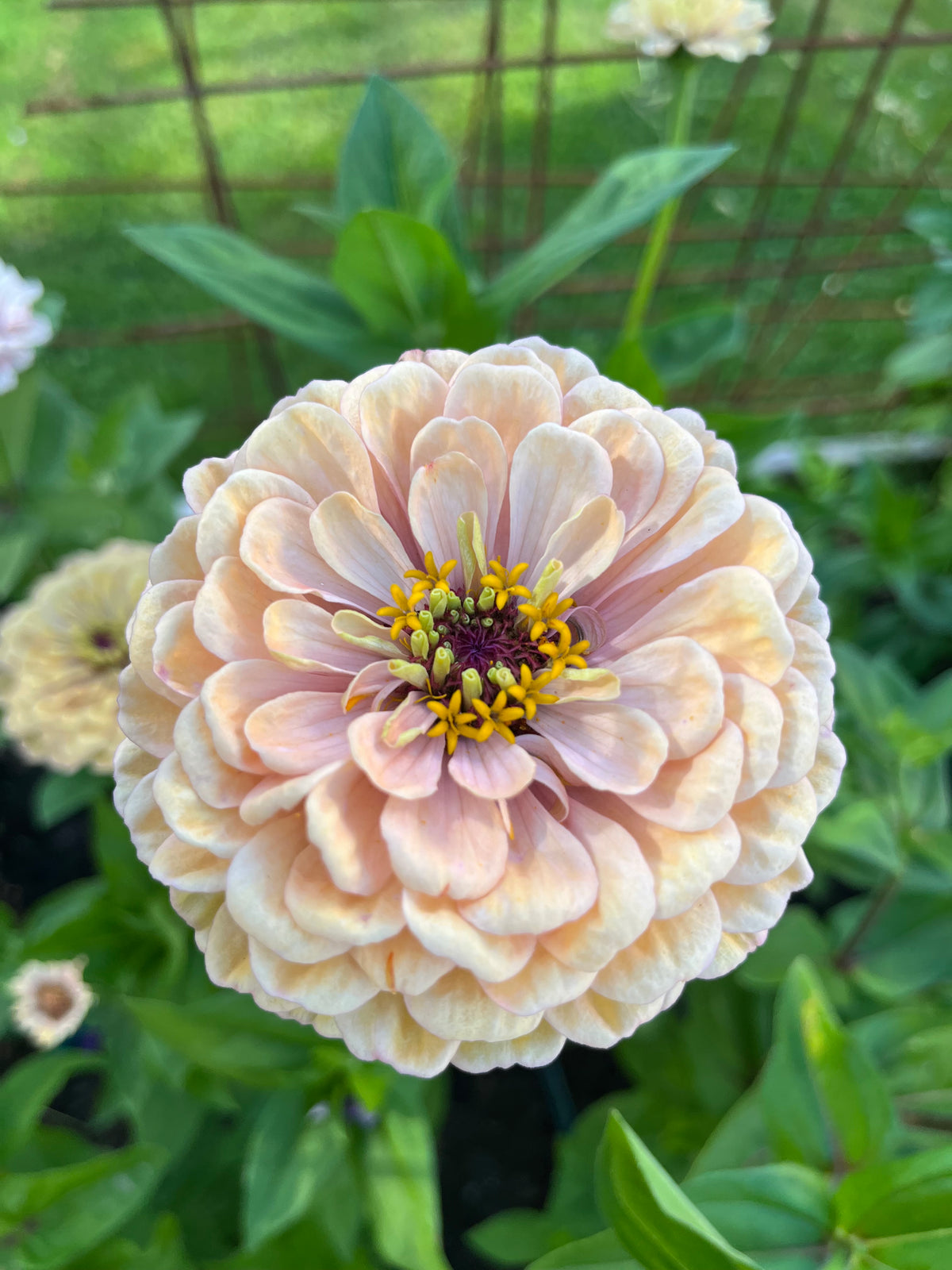 Zinnia ”Pastell”