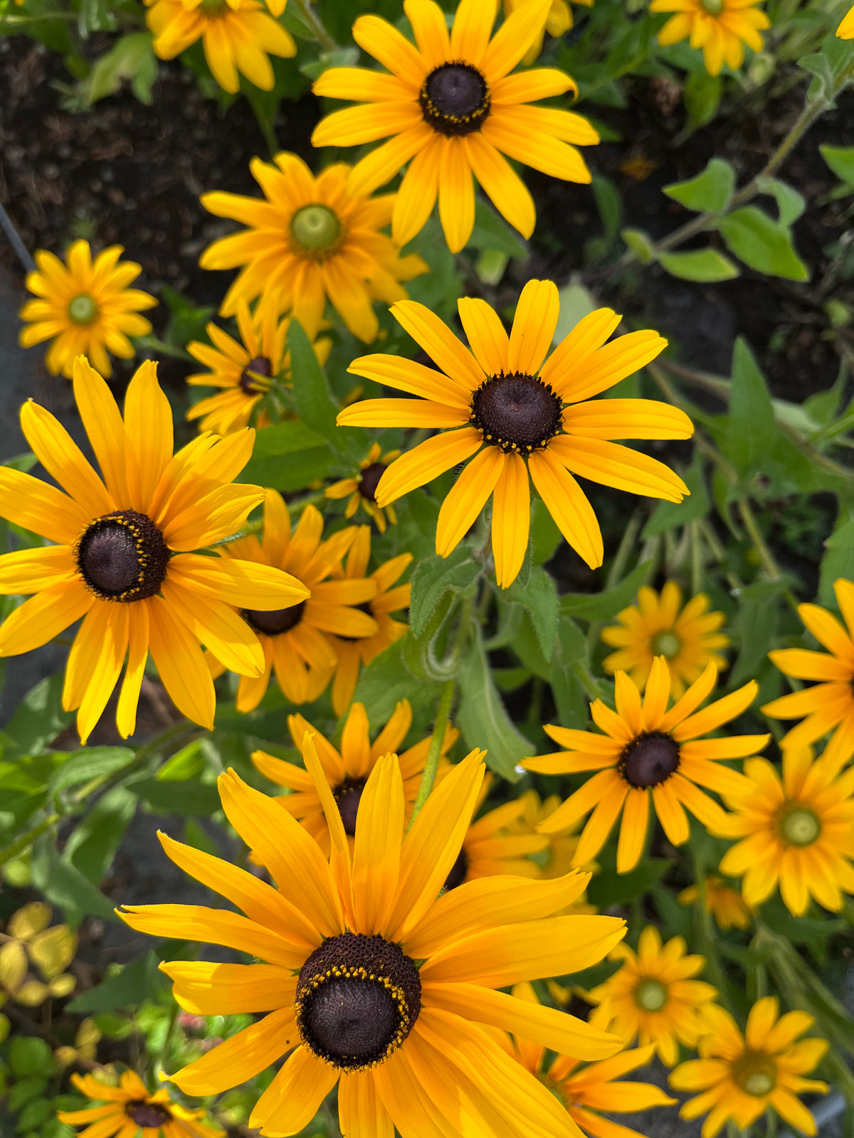 Sommarrudbeckia ”Svartögd”