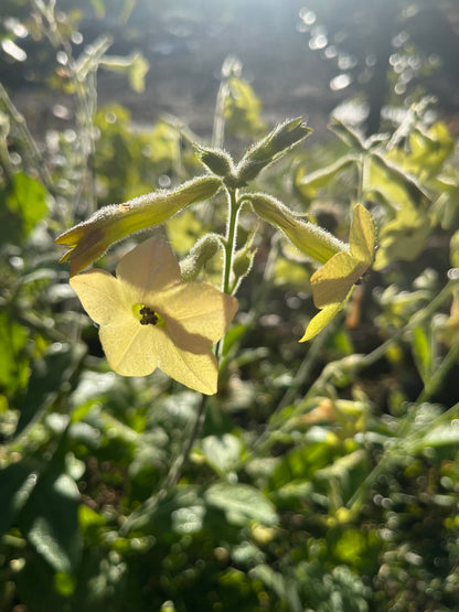 Blomstertobak "Lime"