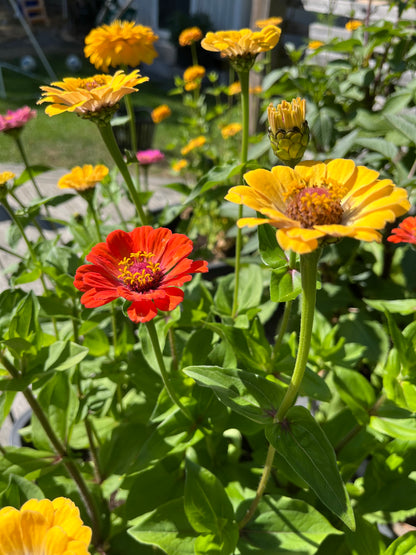 Zinnia ”Karamell”