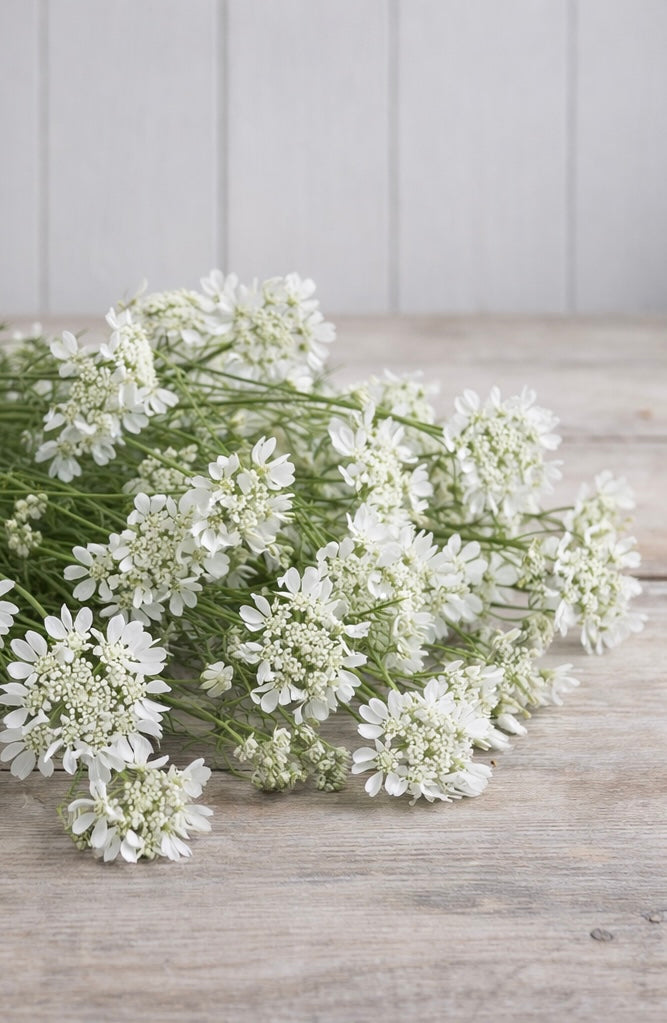 Blomsterkörvel