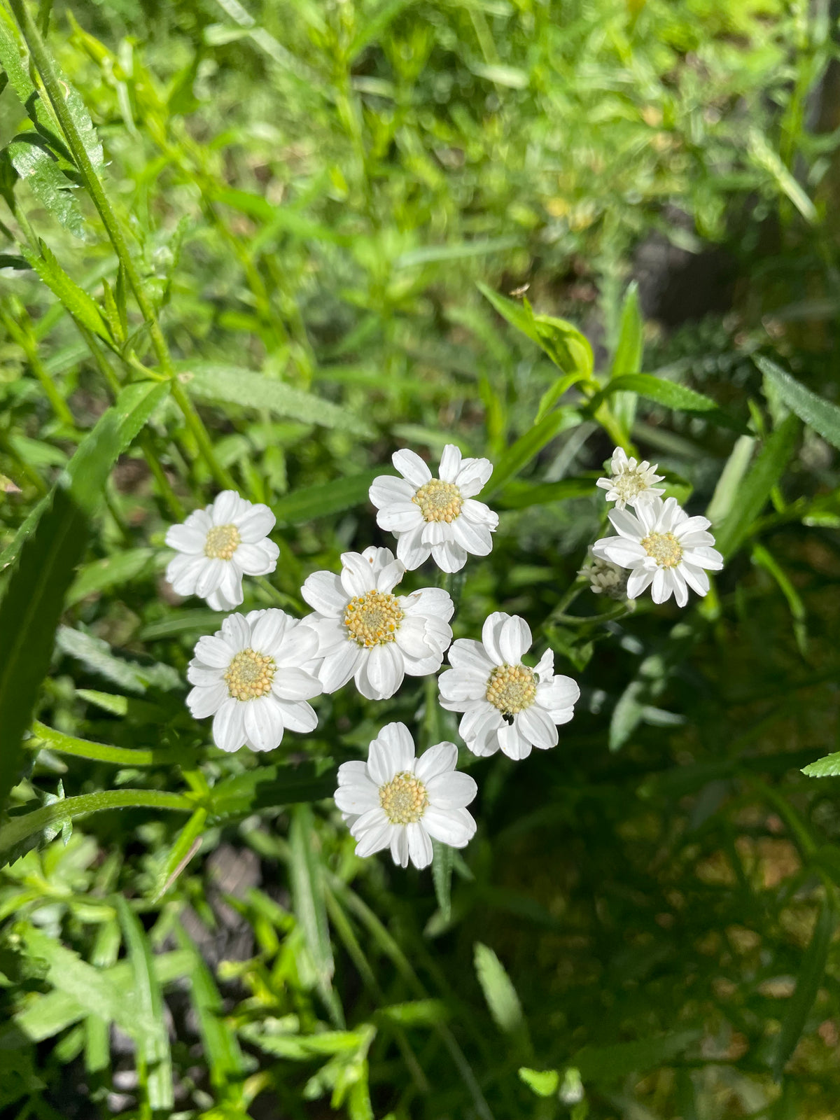 Vitpytta