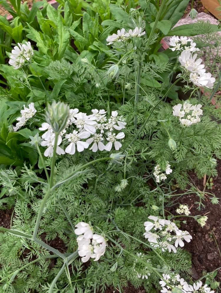 Blomsterkörvel