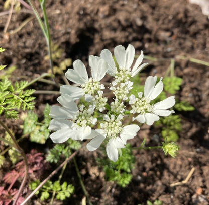 Blomsterkörvel