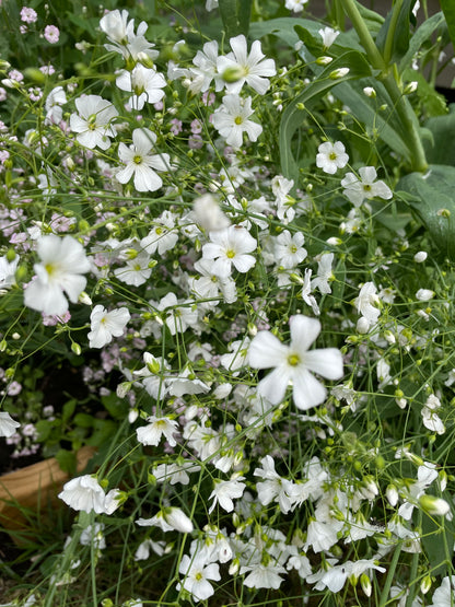 Sommarslöja ”Vit”