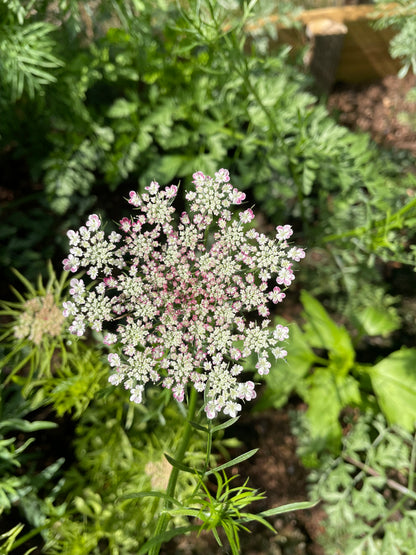 Blomstermorot ”Vinröd”