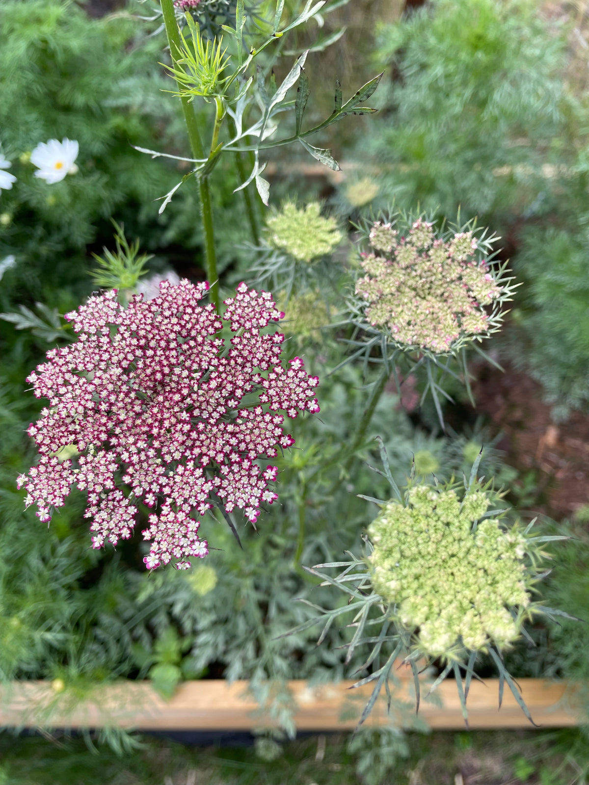 Blomstermorot ”Vinröd”