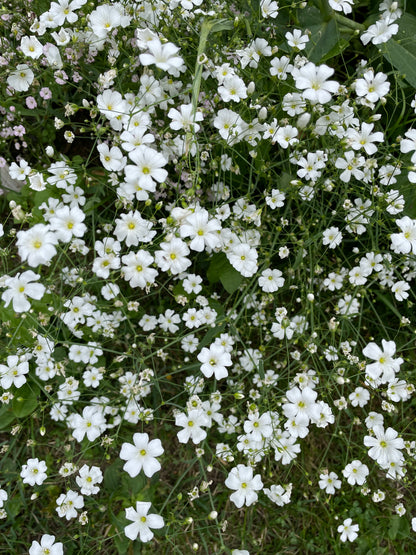 Sommarslöja ”Vit”