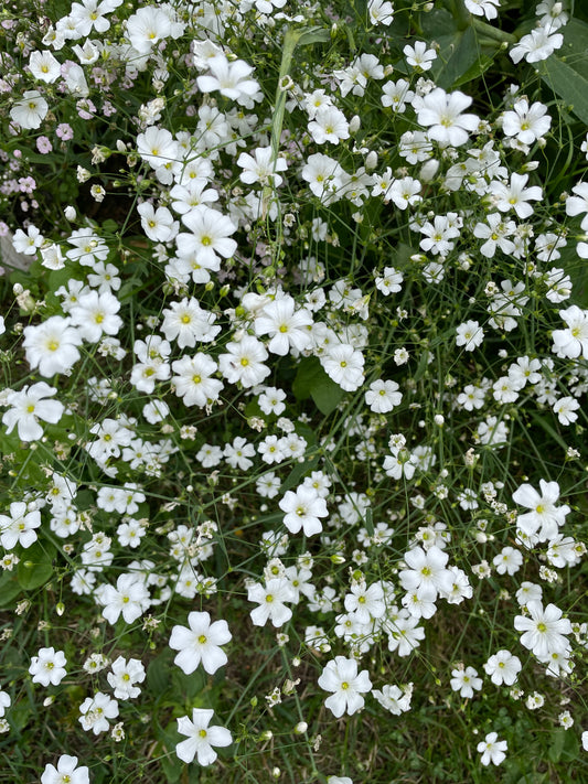 Sommarslöja ”Vit”