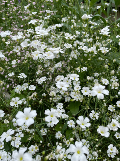 Sommarslöja ”Vit”